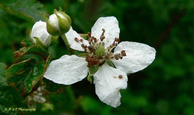 {Rubus canadensis}